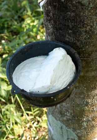 Tapping sap from the rubber tree.の写真素材
