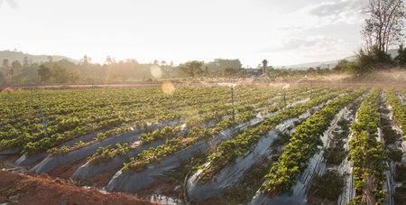 Water spray on an agricultural strawberry field.の写真素材