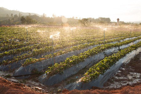 Water spray on an agricultural strawberry field.の写真素材