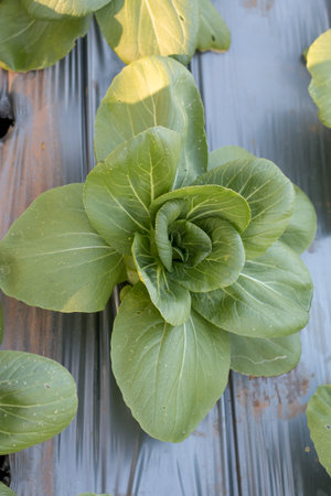 Closeup of lettuce seedlings in garden.の写真素材
