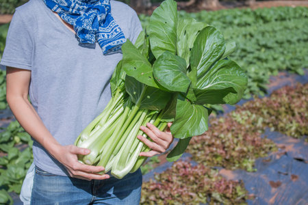 young woman holding  freshly harvested vegetables in her garden.の写真素材
