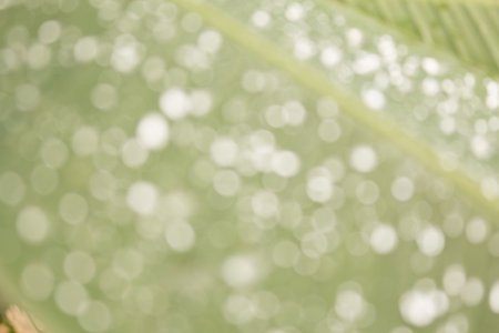 Blurred of green babana leaf with water drops make more bokeh for using soft focus natural background.の写真素材