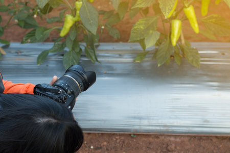 A Photographer take photo  in vegetable garden.