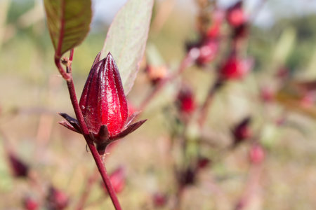 Hibiscus sabdariffa or roselle flower.の写真素材