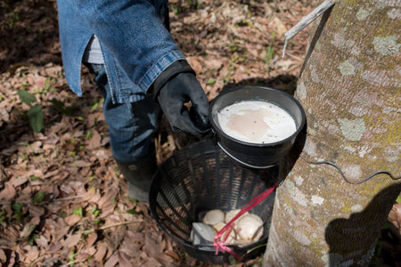 Closeup of farmer harvesting Rubber cup Lump from Rubber tree plantation.の写真素材