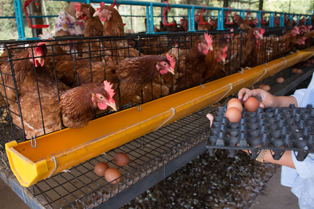 Fresh eggs in farm.