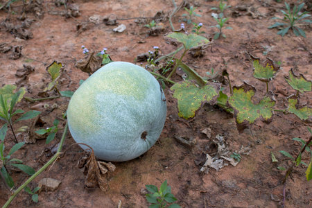 Winter melon on ground in Thailand organic fresh farm.の写真素材