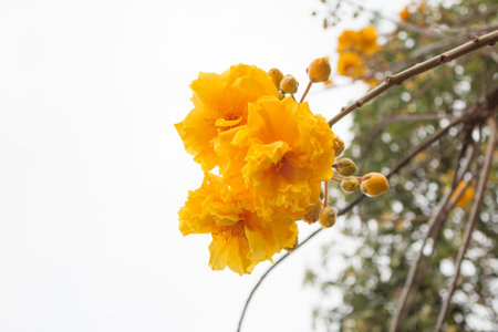 Yellow Silk Cotton Tree flowers.の写真素材