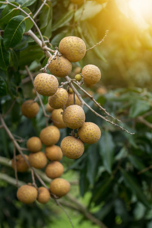 Bunches of longan fruit.の写真素材