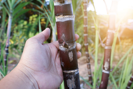 Closeup of sugarcane plants in growth at field.の写真素材