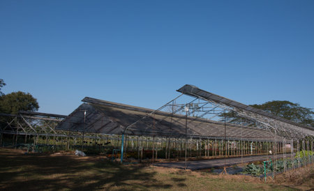 Vegetable greenhouse.