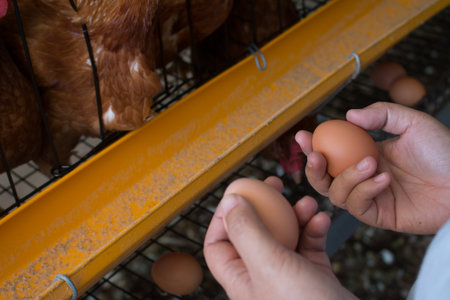 Fresh eggs in farm.の写真素材