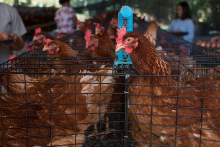 Hens in a farm.の写真素材