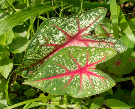 Closeup of Caladium.の写真素材