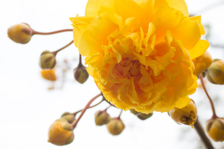 Yellow Silk Cotton Tree flowers.の写真素材