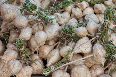 Yam bean.の写真素材