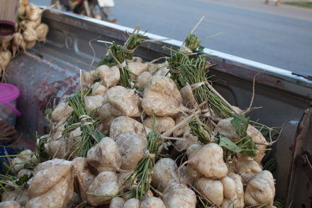 Yam bean.の写真素材