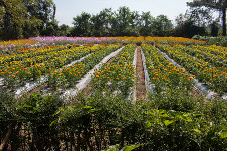 Yellow marigold on flower garden.の写真素材