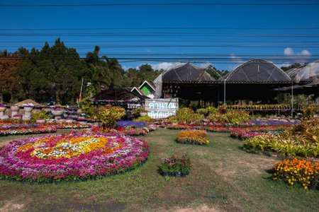Loei, Thailand - January  7, 2017 :"KhumNuan flower garden Agritourism" set new gerden design for travelers visite in summer 2017 on PhuRua Loei, Thailand.のeditorial素材