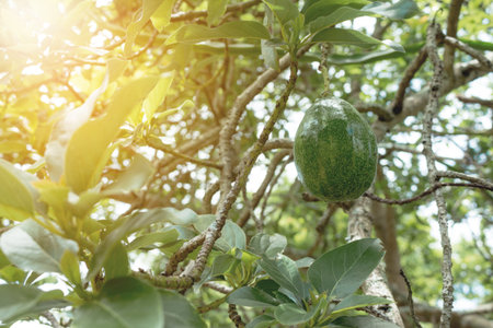 Avocado on plant.の写真素材