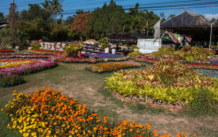Loei, Thailand - January  7, 2017 :"KhumNuan flower garden Agritourism" set new gerden design for travelers visite in summer 2017 on PhuRua Loei, Thailand.のeditorial素材