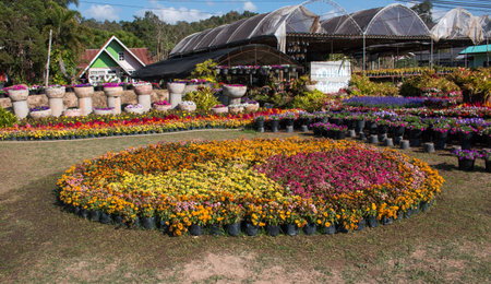 Loei, Thailand - January  7, 2017 :"KhumNuan flower garden Agritourism" set new gerden design for travelers visite in summer 2017 on PhuRua Loei, Thailand.のeditorial素材
