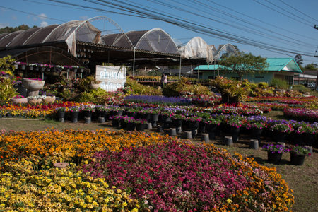 Loei, Thailand - January  7, 2017 :"KhumNuan flower garden Agritourism" set new gerden design for travelers visite in summer 2017 on PhuRua Loei, Thailand.のeditorial素材