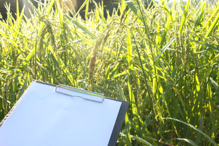 Hand holding a pen and clipboard with blank paper (document, report) checking rice growth.の写真素材