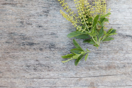 Hot basil with old wooden background.