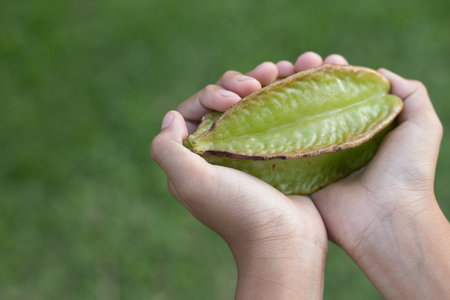 Hand holding star-apple fruit with green fresh natural background.の写真素材
