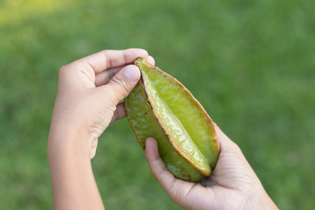 Hand holding star-apple fruit with green fresh natural background.の写真素材