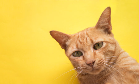 Cute Ginger tabby cat on yellow background .の写真素材