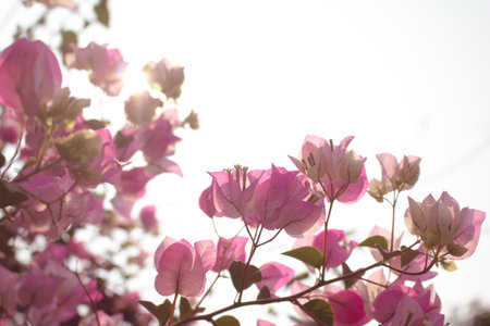Beautiful Bougainvillea flower on plant.の写真素材
