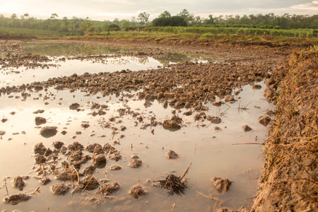 Preparing field for rice plantation.
