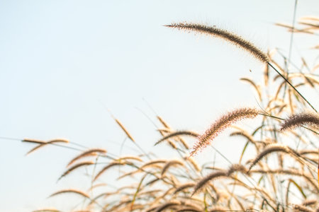 Closeup of Meadow with  natural background.
