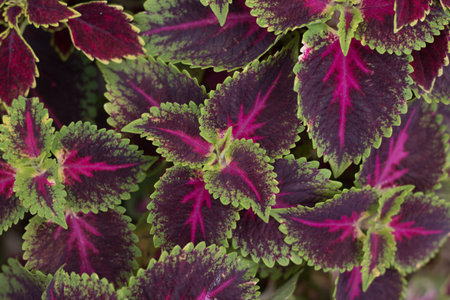Closeup of beautiful Coleus plant top views.の写真素材