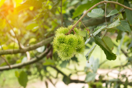 Rambutan fruit on plant, File dimensions 5472 x 3648 pixels.