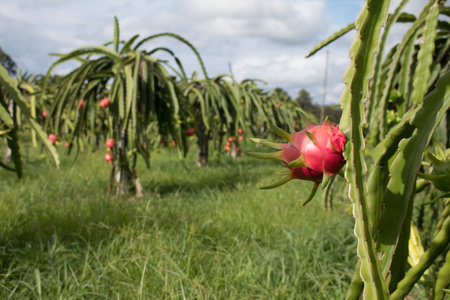 Field of dragon-fruit plantation in Thailand, This is favorite fruit in Asia.の写真素材