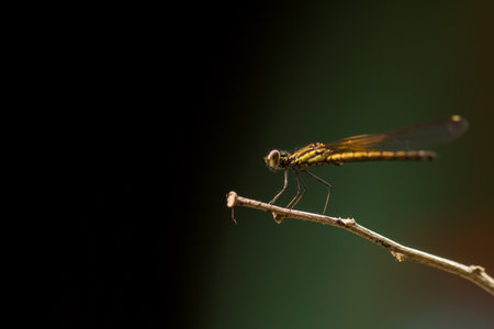 Close up of small beautiful dragonfly.の写真素材