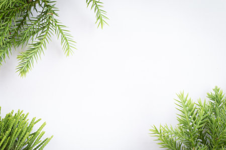 juniper, Thuja twig Christmas border on white background.