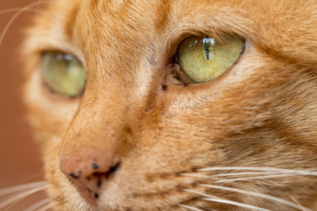 Close up Cute Ginger tabby cat focus on eye.の写真素材