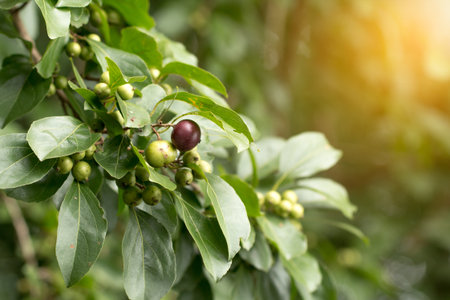 Fresh Ramontchi fruit on tree.