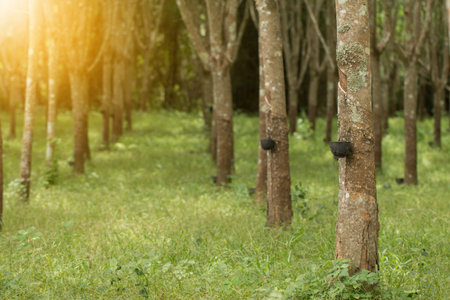 Tapping sap from the rubber tree.の写真素材