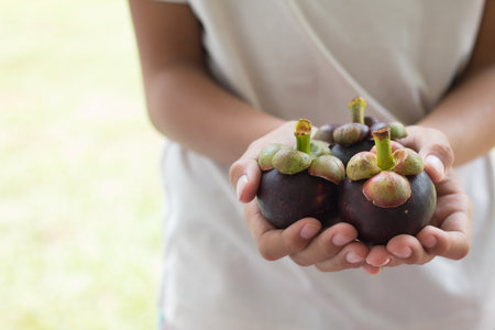 Farmer's holding Mangosteens in hands.の写真素材
