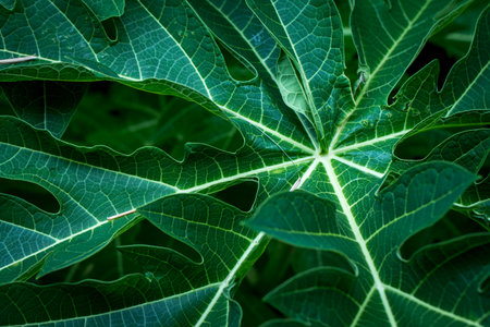 Background of Tropical Leaves soft focused image leaf.の写真素材