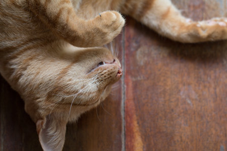 Close up Cute Ginger tabby cat focus on eye.の写真素材
