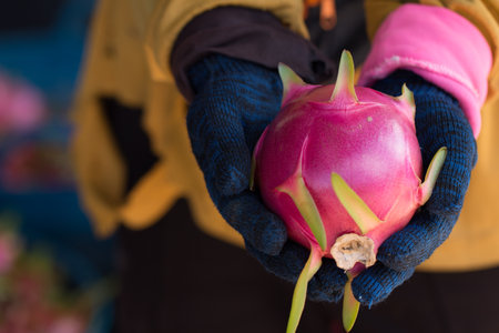 Red Dragon fruit or Pitahaya fruit on farmer hands.