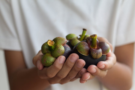 Farmer's holding Mangosteens in hands.の写真素材