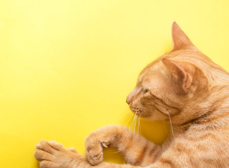 Cute Ginger tabby cat on yellow background .の写真素材