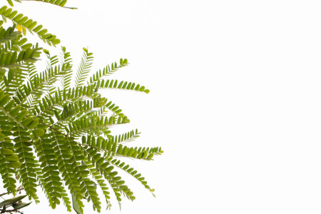 Green tropical leaves on white background.の写真素材